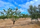 Xalet independent amb terreny en venda a Tortosa ref.: TR93733 foto
