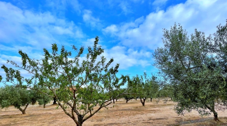 Tarragona - els Reguers - 15000m2