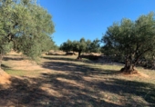Rural estate for sale in Xerta ref: TR187441 photo