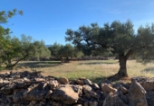 Rural estate for sale in Xerta ref: TR187441 photo