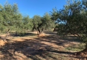 Rural estate for sale in Xerta ref: TR187441 photo