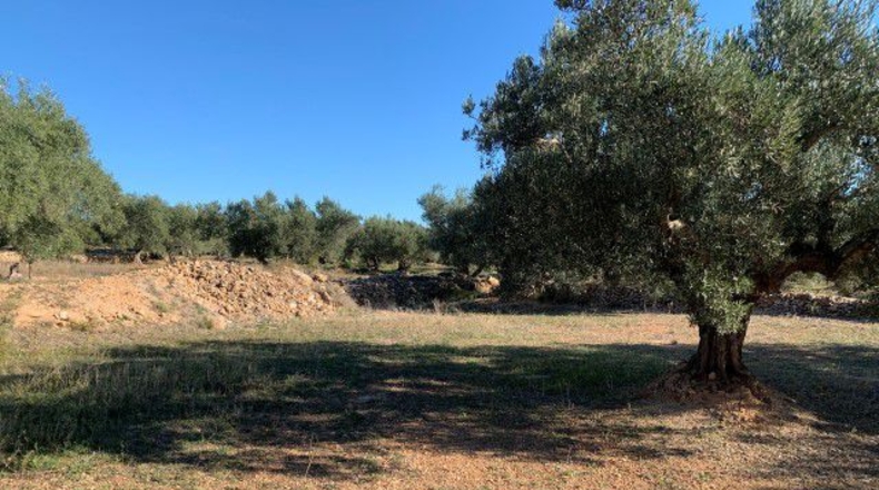Tarragona - Xerta - 13793m2