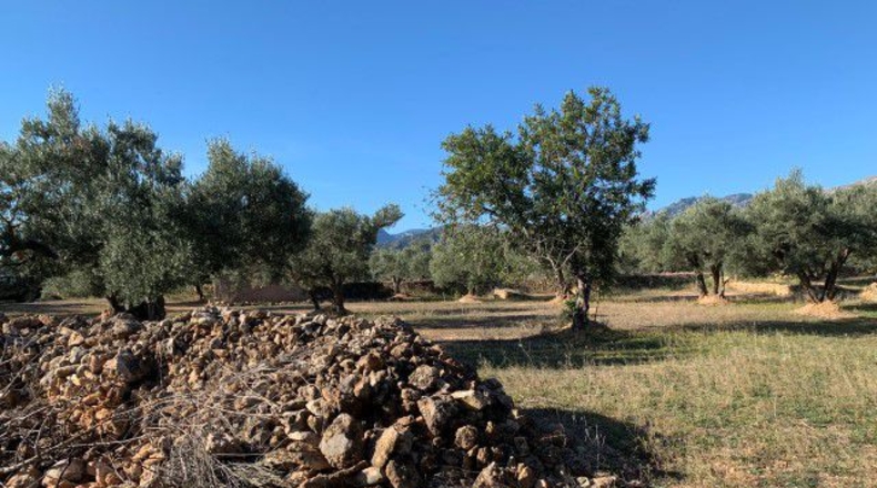 Tarragona - Xerta - 13793m2