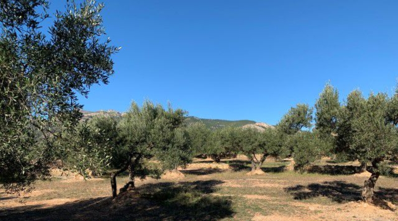 Tarragona - Xerta - 13793m2