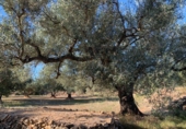 Rural estate for sale in Xerta ref: TR187441 photo