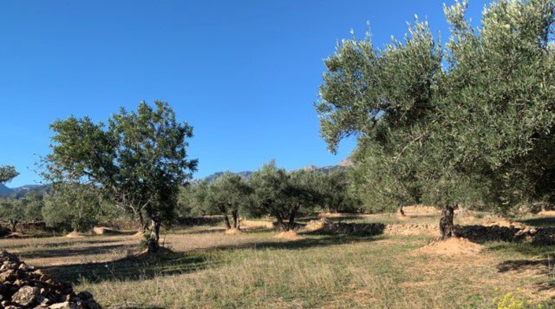 Tarragona - Xerta - 13793m2
