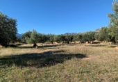 Rural estate for sale in Xerta ref: TR187441 photo