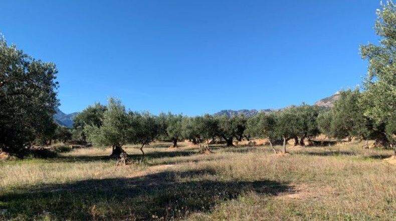 Tarragona - Xerta - 13793m2