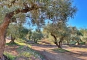 Masia amb terreny en venda a el Perelló ref.: TR103402 foto