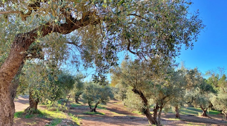 Tarragona - el Perelló - 102800m2