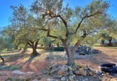 Masia amb terreny en venda a el Perelló ref.: TR103402 foto
