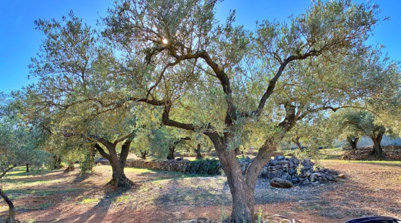 Tarragona - el Perelló - 102800m2