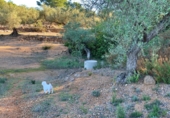Masia amb terreny en venda a el Perelló ref.: TR103402 foto