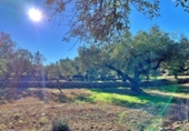 Masia amb terreny en venda a el Perelló ref.: TR103402 foto