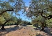 Masia amb terreny en venda a el Perelló ref.: TR103402 foto