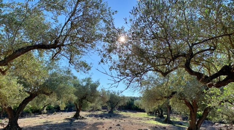 Tarragona - el Perelló - 102800m2