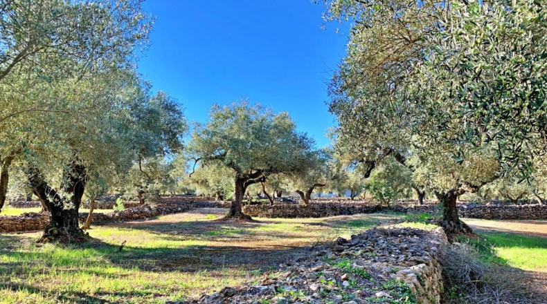 Tarragona - el Perelló - 102800m2