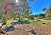 Masia amb terreny en venda a el Perelló ref.: TR103402 foto