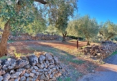 Masia amb terreny en venda a el Perelló ref.: TR103402 foto