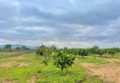 Country house with land for sale in Santa Bàrbara ref: TR260473 photo