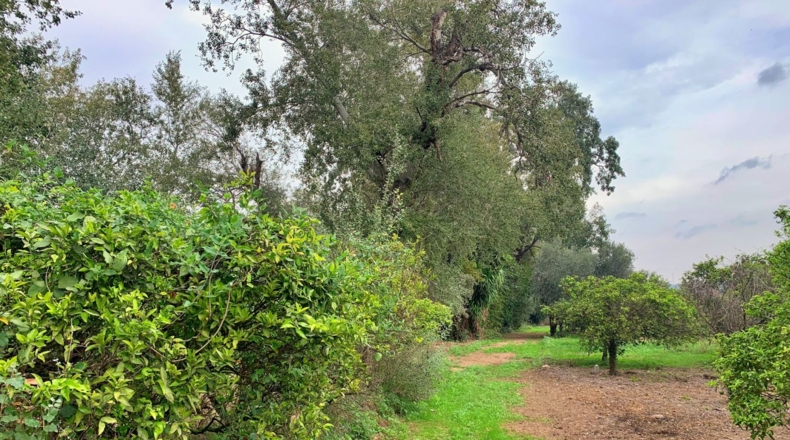 Tarragona - Tortosa - 5600m2