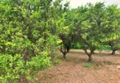 Non-developable land for sale in Tortosa ref: TR204614 photo