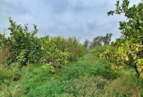 Foto 12