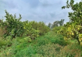 Non-developable land for sale in Tortosa ref: TR204614 photo