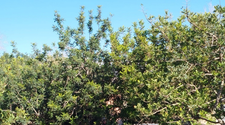 Tarragona - Xerta - 5590m2