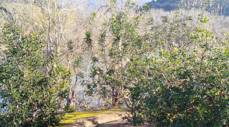 Tarragona - Xerta - 5590m2