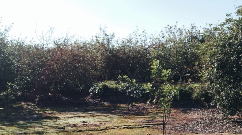 Tarragona - Xerta - 5590m2