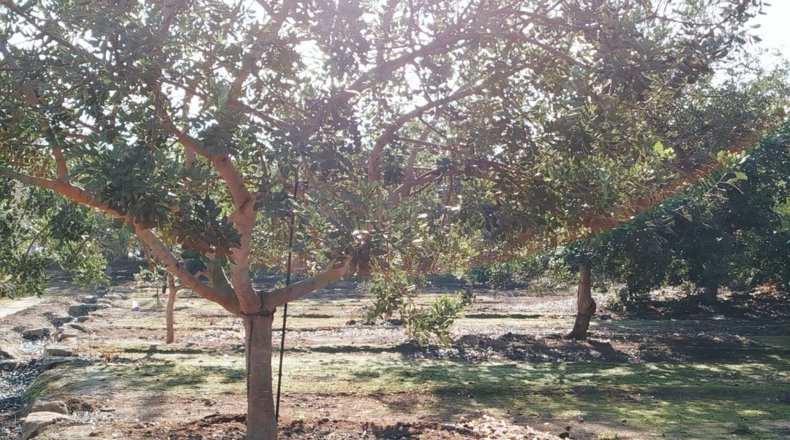 Tarragona - Xerta - 5590m2