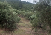 Rural estate for sale in Tivenys ref: TR233442 photo