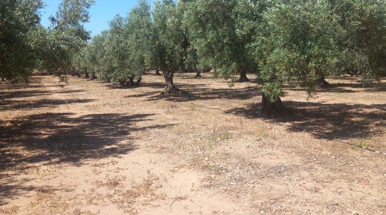 Tarragona - Tivenys - 5167m2