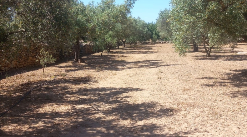 Tarragona - Tivenys - 5167m2