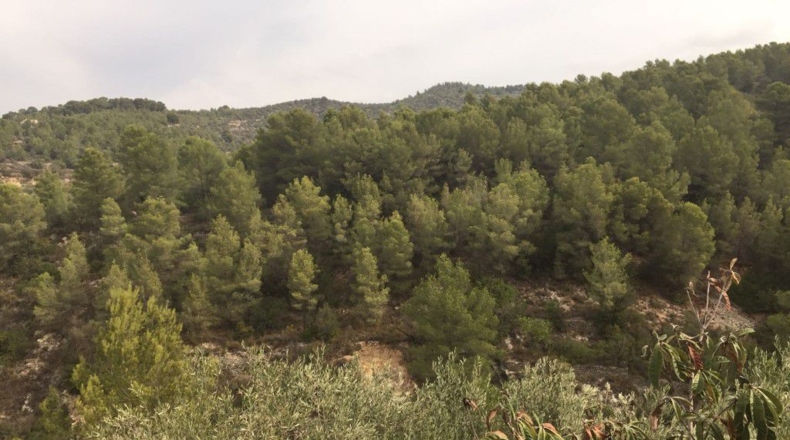 Tarragona - Tortosa - 20000m2