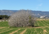 Finca rústica en venda a Puigpelat ref.: TR256136 foto
