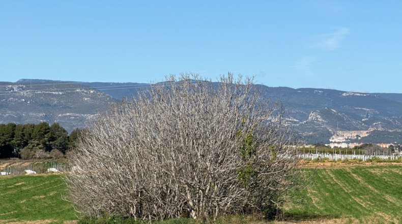 Tarragona - Puigpelat - 44199m2