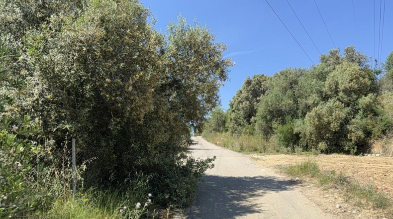 Tarragona - l'Arboç - 17000m2
