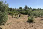Finca rústica en venta en l'Arboç ref: TR261638 foto
