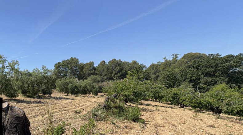 Tarragona - l'Arboç - 17000m2