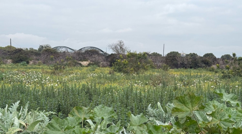 Tarragona - Torredembarra - 25000m2