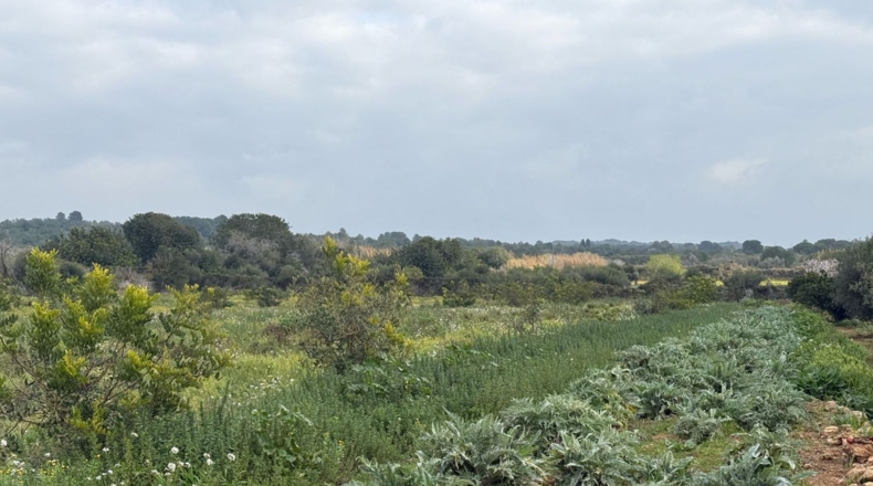 Tarragona - Torredembarra - 25000m2