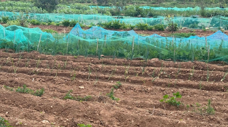 Tarragona - Torredembarra - 25000m2