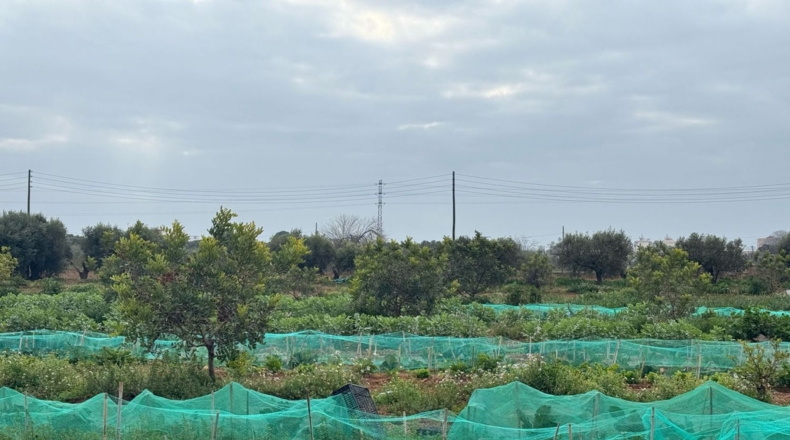 Tarragona - Torredembarra - 25000m2