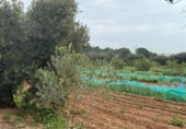 Finca rústica en venda a Torredembarra ref.: TR256134 foto