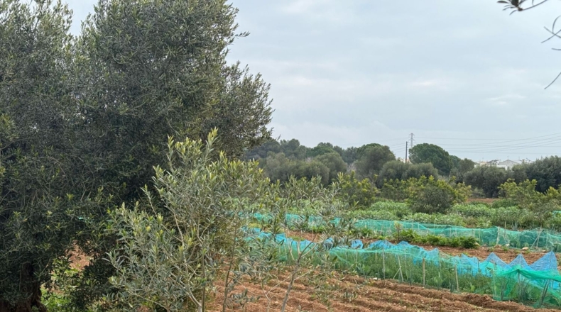 Tarragona - Torredembarra - 25000m2