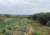 Finca rústica en venda a Torredembarra ref.: TR256134 foto