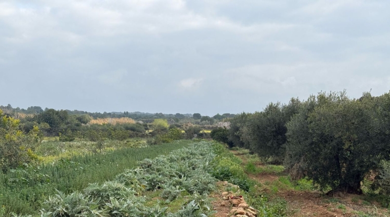 Tarragona - Torredembarra - 25000m2