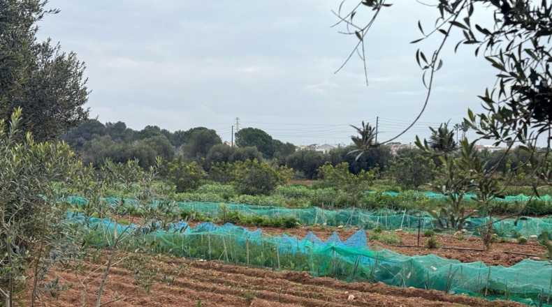Tarragona - Torredembarra - 25000m2